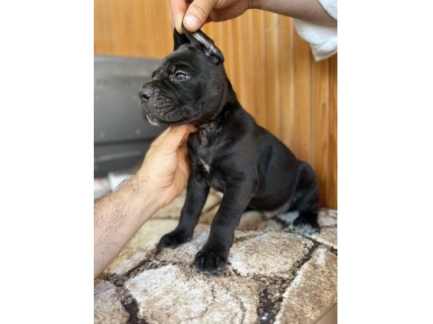 Gerçek Dev Adayları Cane Corso