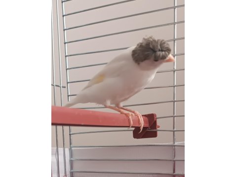 10 Aylık Erkek Ötümde Kanarya