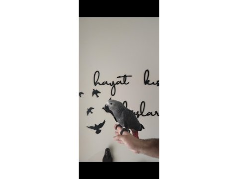 Evcil Jako Papağanı Ve Diğer Papağan Çeşitleri Mevcuttur