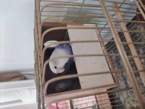 Dişi Sevda Papağanı