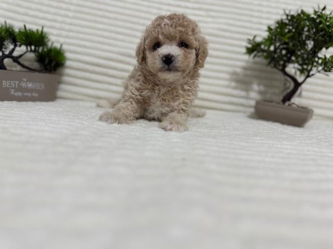 Muhteşem Küçük Irk Maltipoo Köpekler