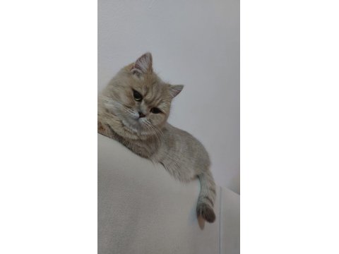 1 Buçuk Yaşında Şecereli Dişi British Shorthair