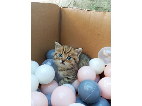 British Shorthair Yavru Kedisi