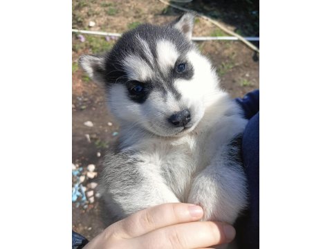 Uygun Fiyata Sağlıklı Husky Yavrular