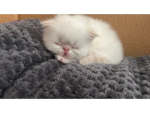 İran Kedisi Yavrular