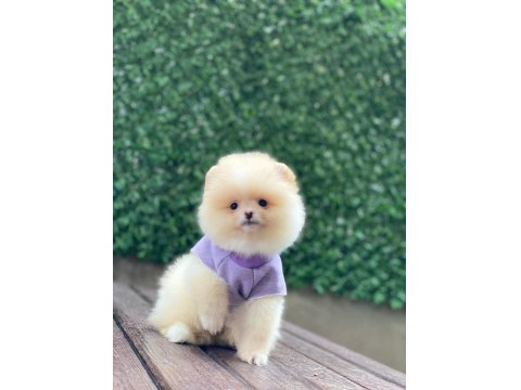 Pomeranian Boo Yavrular