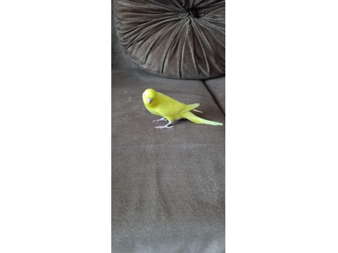1 Aylık Yavru Dişi Muhabbet Kuşu