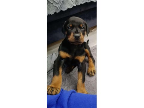 Europan Doberman Yavruları