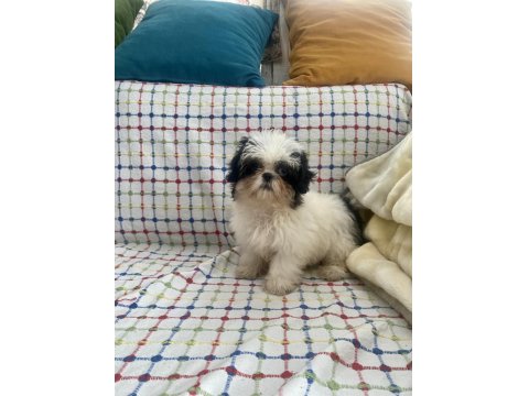 Mini Boy Maviş Şitsu Kızımız