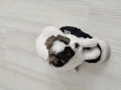 Kendi Köpeğimin Bebişleri (Sadece Niğde İçi)