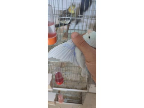 Çift Damızlık Mutasyon Forpus Papağanı