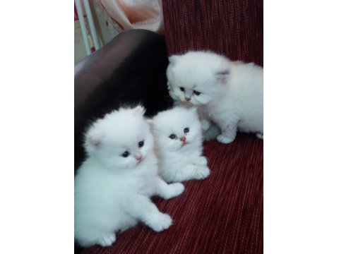 British Longhair Golden Point Dişi Erkek