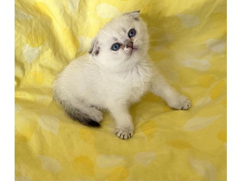 Safkan Scottish Fold Silver Point Ns1133 Mavi Göz