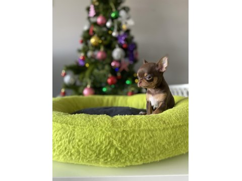 Sizde Safkan Chihuahua Sahibi Olmak İstiyorsanız