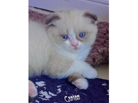 Scottish Shorthair Fold Bicolor