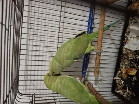 Pakistan Papağanları 2 Adet