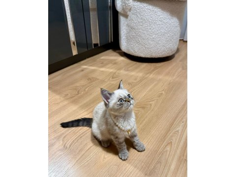 Dişi British Blue Point