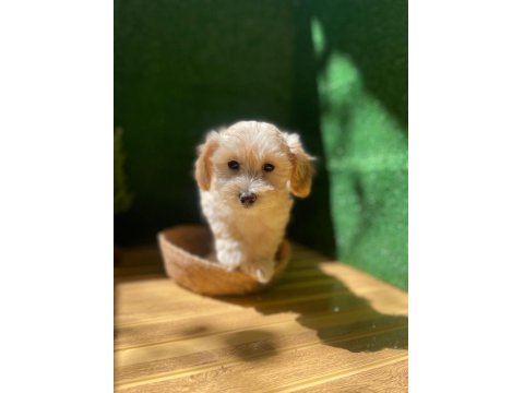 Maltipoo Bebek Köpekler