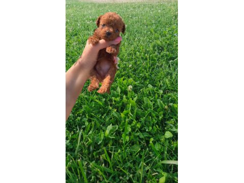Sağlık Irk Garantili Orjinal Toy Poodle