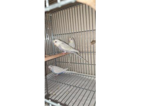 Ele Alıştırmalık Eşsiz Renklerde Muhabbet Kuşu Yavrular