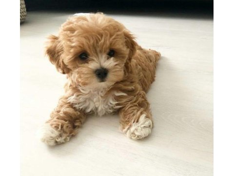 Adrese Teslim Ve Kapıda Ödeme Mevcut Maltipoo