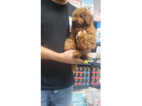 Poodle Erkek Yavrumuz Yeni Ailesini Beklemektedir