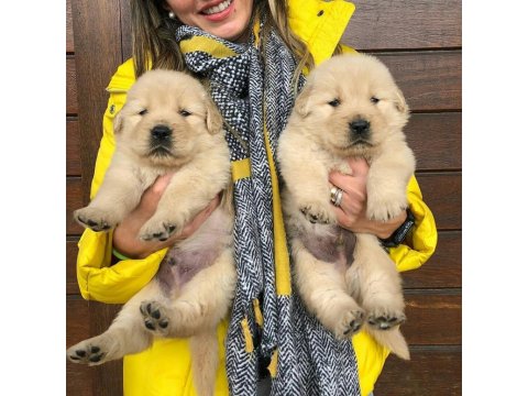 Sevimli Golden Retriever Yavruları