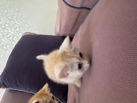 Safkan British Shorthair Golden