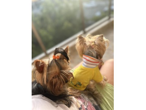A Kalite Yorkshire Terrier Bebekler