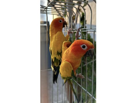 Hazır Takım Güneş Konur.