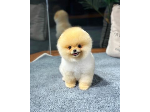 Pomeranian Boo Yavrular Aynı Gün Gönderim - Kapıda Ödeme