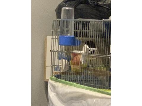 Çift Sevda Papağanı