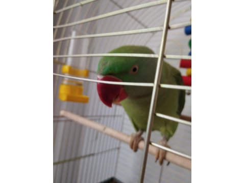 Erkek İskender Papağanı El Kuşudur