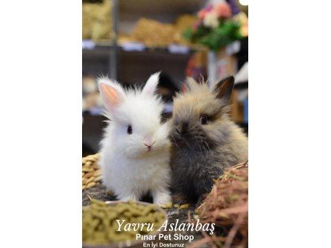 Çok Tatlı Yavru Aslanbaş Türü Tavşanlar Renk Renk