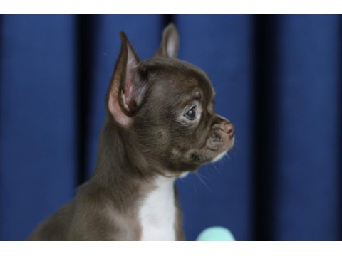 Egzotik Teacup Chihuahua