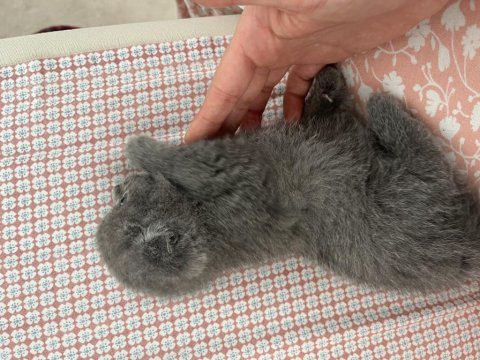 Scottish British 44 Günlük