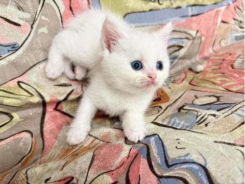 Dişi British Shorthair Tüm Eğitimler Tam