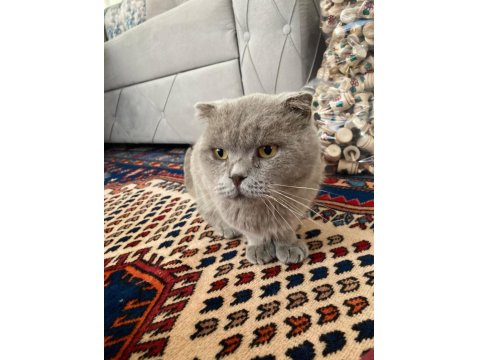 Bal Gözlü Scottish Fold
