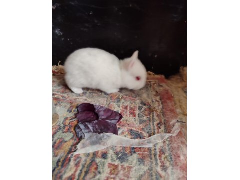 Hollanda Cüce Tavşanlarımı Sahiplendirilecektir