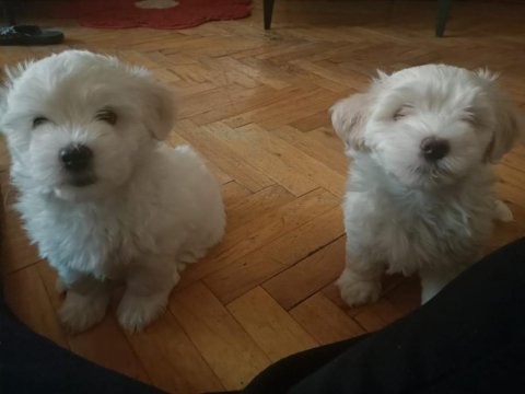 Maltese Terrier 3 Dişi Ve 1 Erkek Birbirinden Tatlı Yavrular