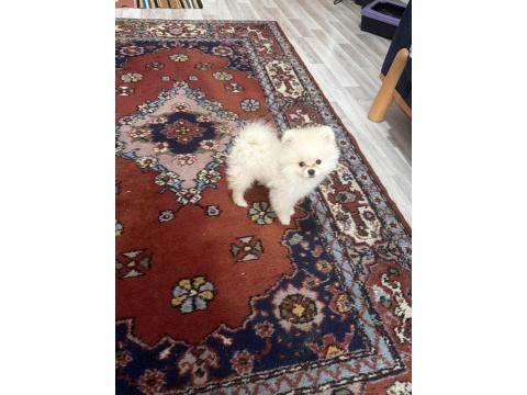 Uslu Zeki Oyuncu Ayıcık Surat Pomeranian Boo