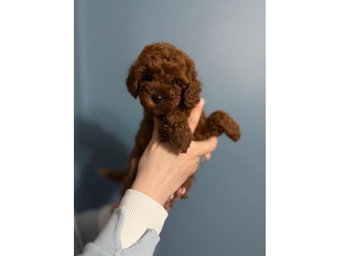 Toy Poodle Yavru Dişi