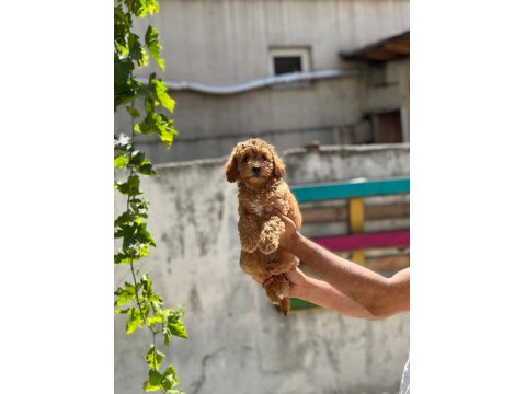 Sevimli Maltipoo Yavrular