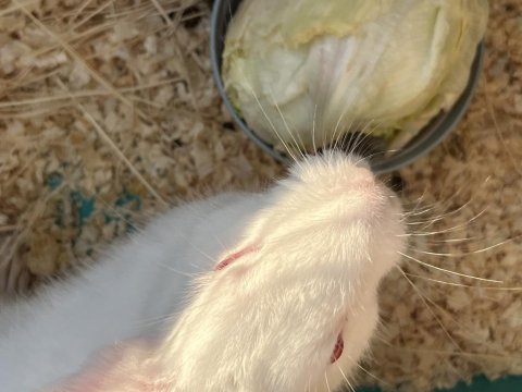 Yavru Tavşan Kafesi İle Birlikte