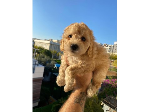 Maltipoo Bebekler