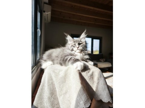 Aşıları Tamamlanmış Tüm Belgeleri İle Teslim Edilecek Safkan Maine Coon