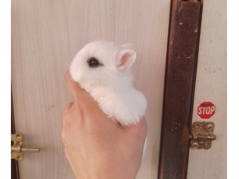 Orjinal Cüce Tavşan Yavruları
