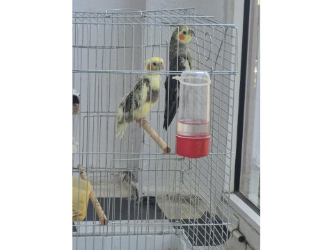 Full + Full Evcil Sadık Çift Dost Sultan Papağanı