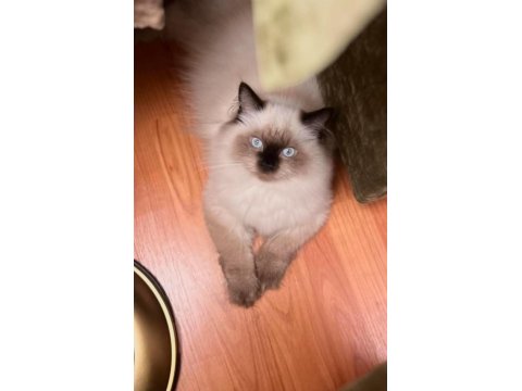 Ragdoll Erkek