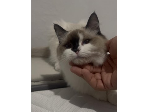 7 Aylık Anne Baba Şecereli Evcil Erkek Ragdoll Kedimiz